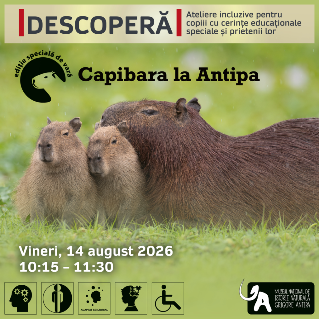 Expediție pe urmele prietenoasei capibara: Muzeul Antipa deschide ușile pentru micii exploratori